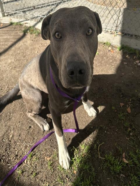 Adoptable pet photo