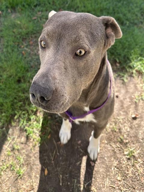 Other Photos of thie Dog