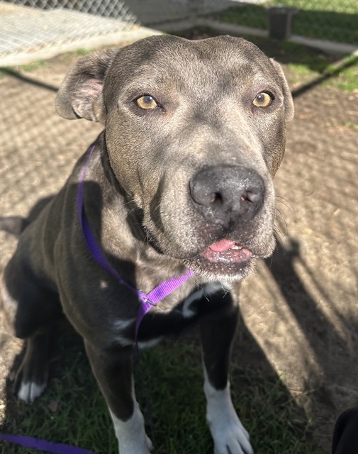 Other Photos of thie Dog