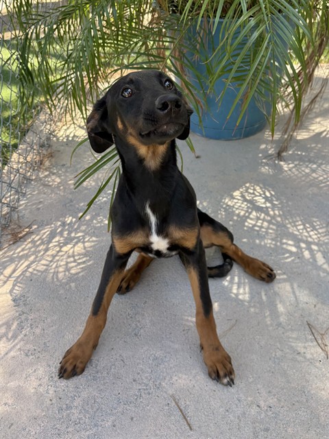 Adoptable pet photo