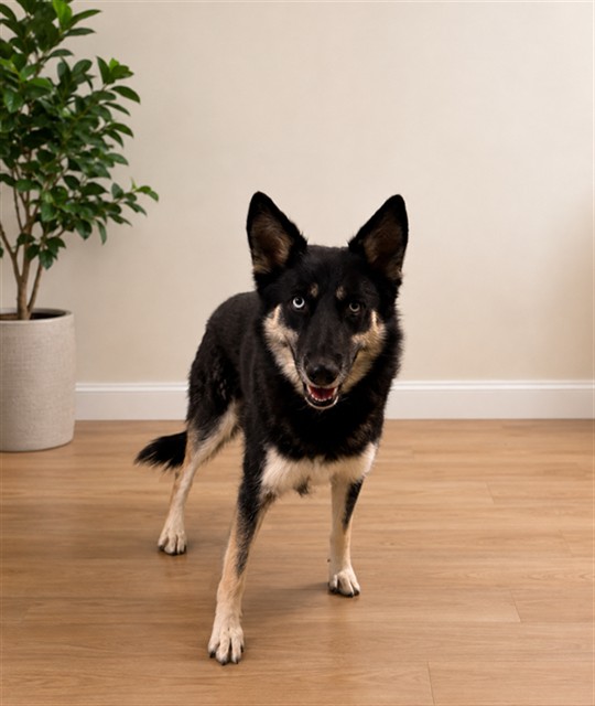 German Shepherd available for adoption