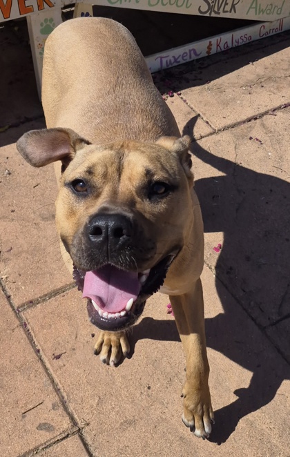 Other Photos of thie Dog