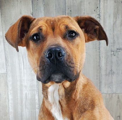 Other Photos of thie Dog