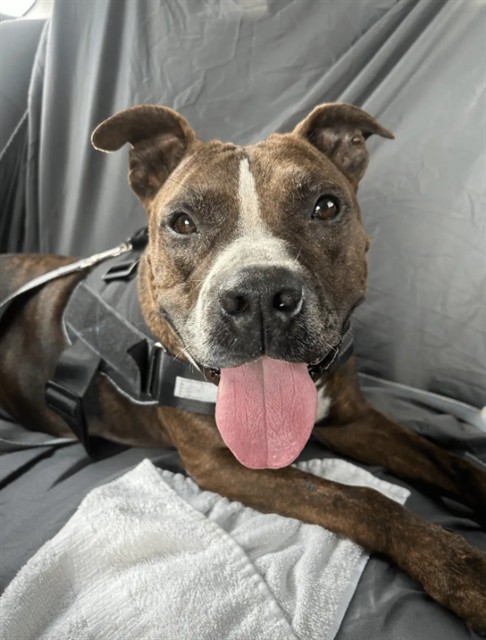Winona, a American Staffordshire Terrier, available for adoption