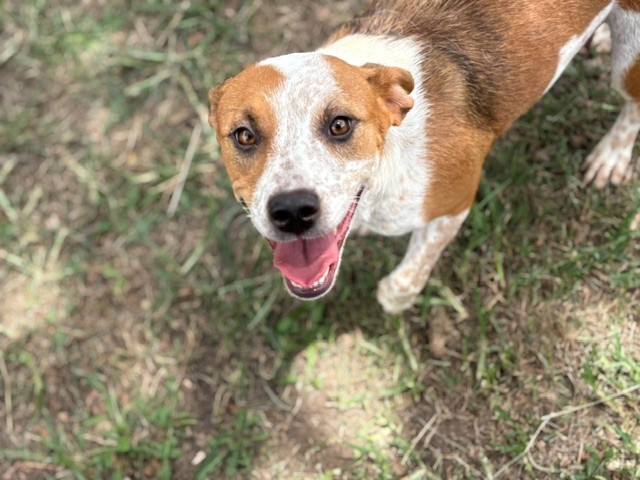 Toadette, a Cattle Dog (mix breed), available for adoption