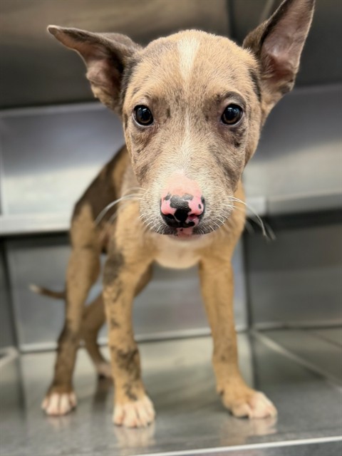 Scout, a Catahoula Leopard Dog, available for adoption