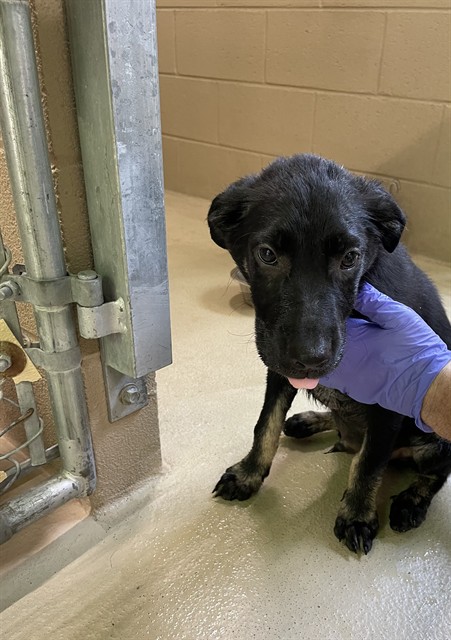 Bolt, a Shepherd (mix breed), available for adoption