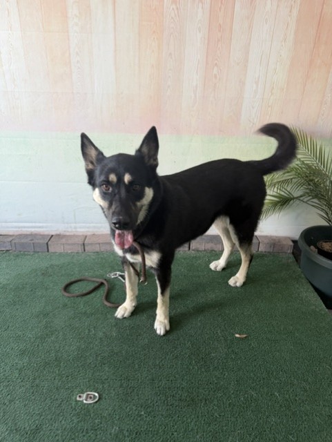 Pandora, a Siberian Husky, available for adoption