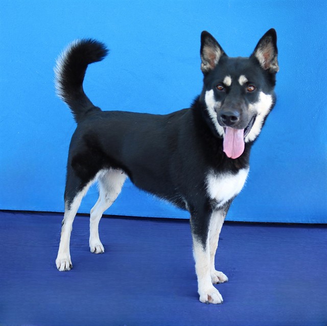 Pandora, a Siberian Husky, available for adoption