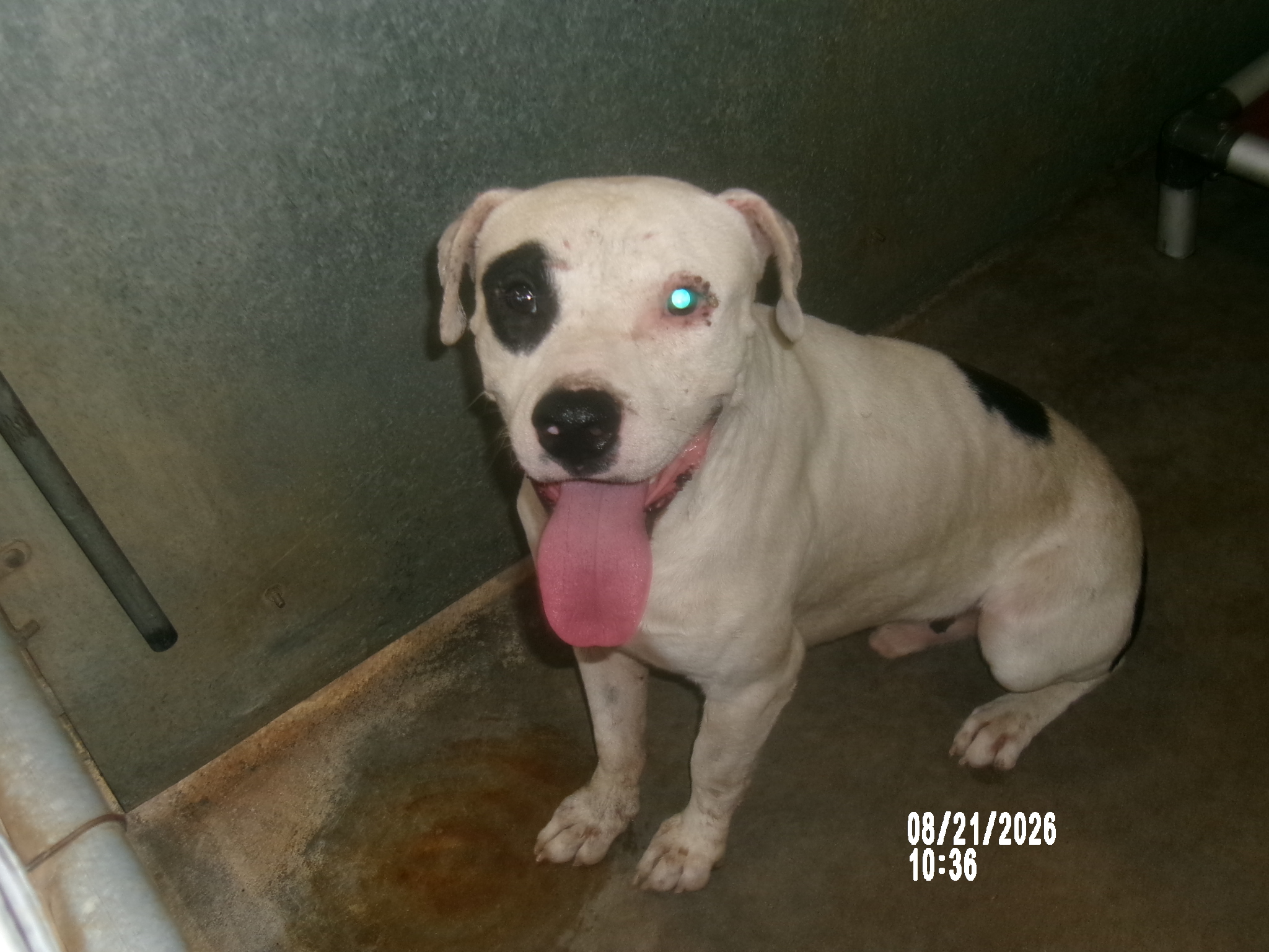 Achilles, a American Staffordshire Terrier (mix breed), available for adoption