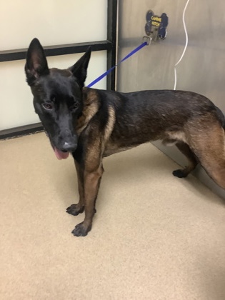 Justice, a Belgian Shepherd Malinois, available for adoption