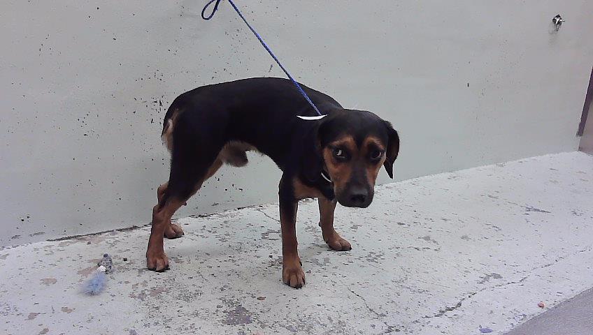 Other Photos of thie Dog