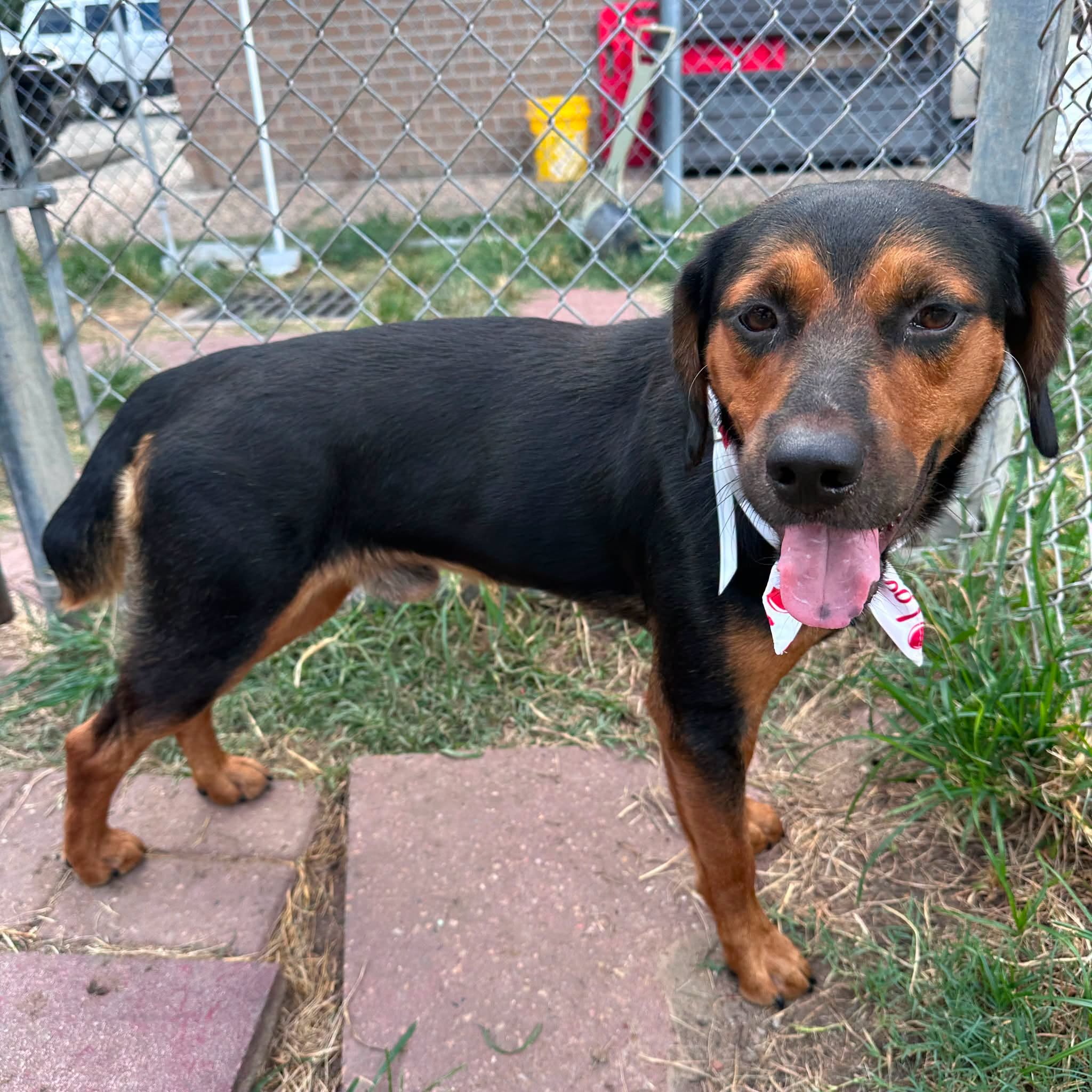Gary, a Black and Tan Coonhound (mix breed), available for adoption