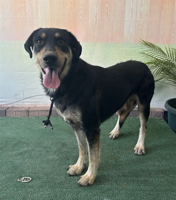 Oso, a German Shepherd, available for adoption