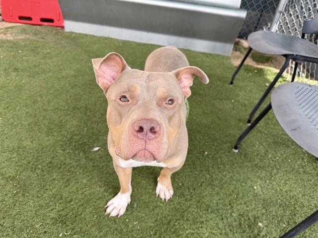 Castor, a Bullmastiff (mix breed), available for adoption