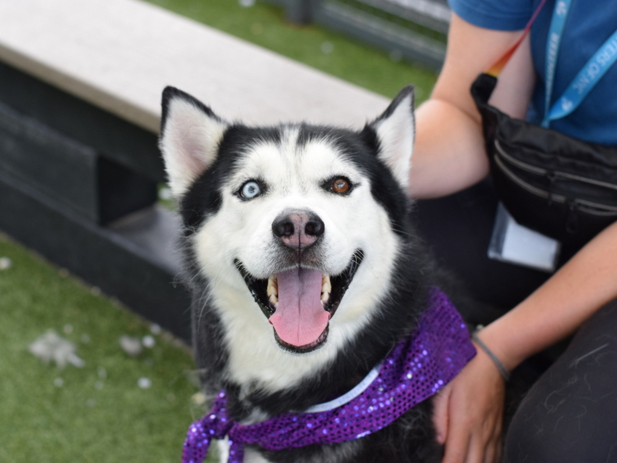 Lucas, a Siberian Husky, available for adoption