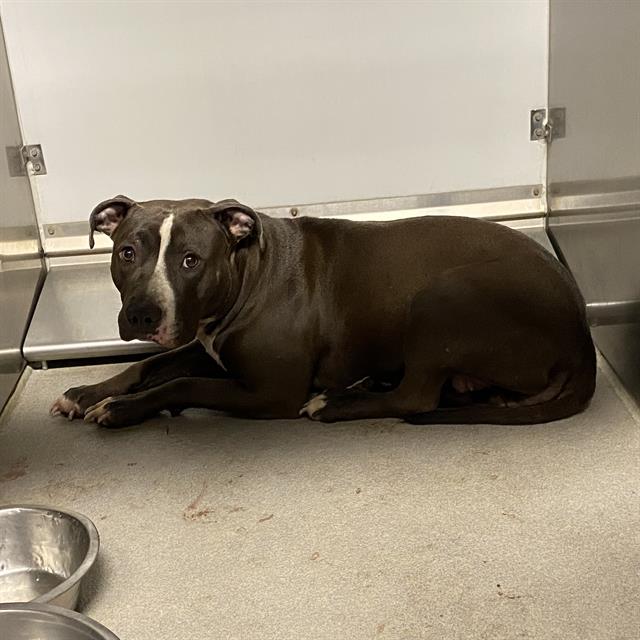 Keesha, a Pit Bull Terrier, available for adoption