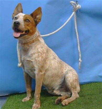Koda, a Cattle Dog, available for adoption