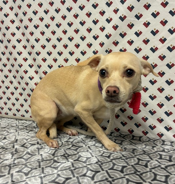 Vanity, a Chihuahua, available for adoption