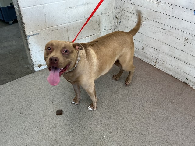 Magnolia, a Pit Bull Terrier, available for adoption