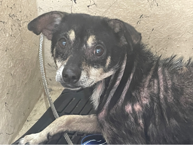Joey, a Chihuahua, available for adoption