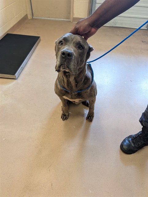 Maisie, a Cane Corso Mastiff, available for adoption