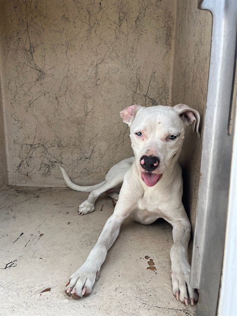 A480315, a American Staffordshire Terrier (mix breed), available for adoption