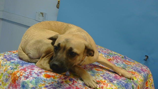 A5800276, a Pug, available for adoption
