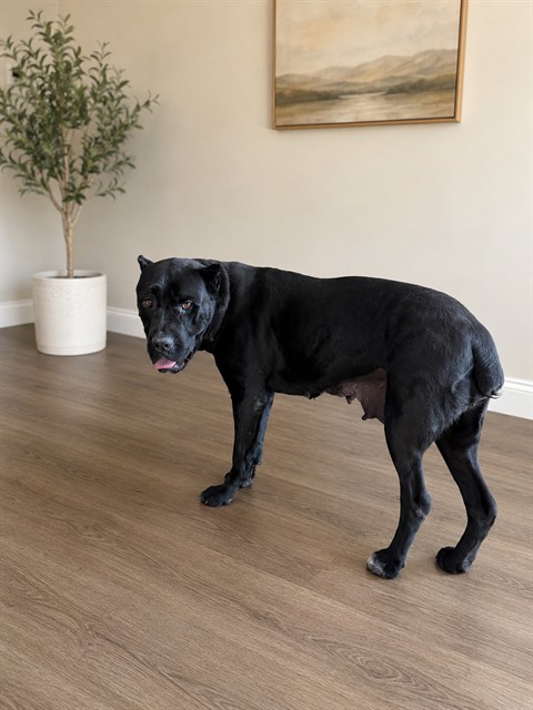 Puma, a Cane Corso Mastiff, available for adoption