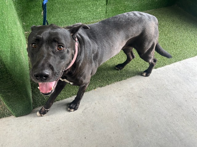 Sugar, a Pit Bull Terrier, available for adoption