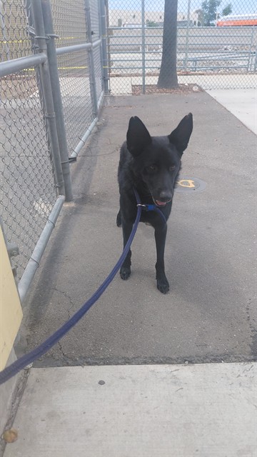 Alpha, a German Shepherd, available for adoption