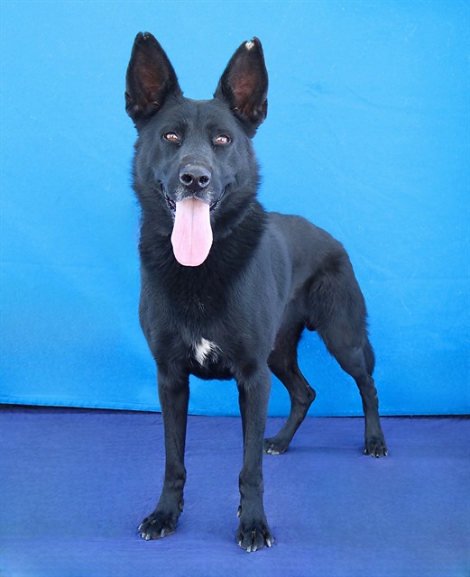 Alpha, a German Shepherd, available for adoption
