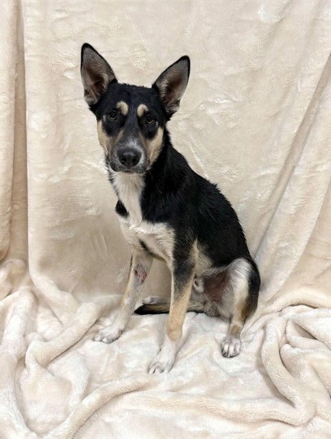 A5799437, a German Shepherd, available for adoption