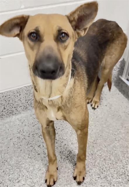 Norma Jean, a Shepherd (mix breed), available for adoption