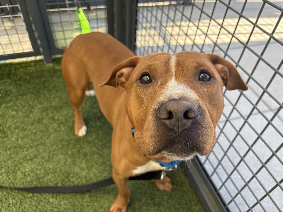 Scrappy, a Pit Bull Terrier, available for adoption