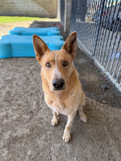 Oso, a German Shepherd, available for adoption