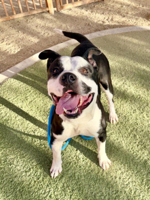 Harvester, a American Staffordshire Terrier, available for adoption