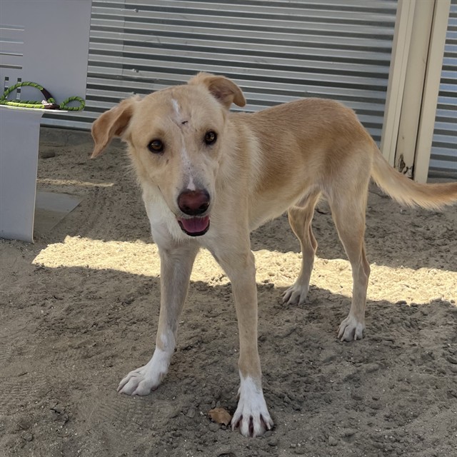 Marvin, a Shepherd (mix breed), available for adoption