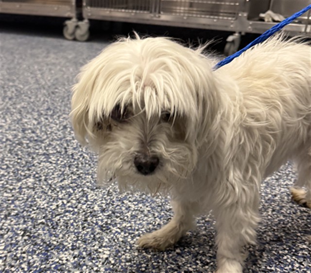 Boo Boo, a Poodle (mix breed), available for adoption