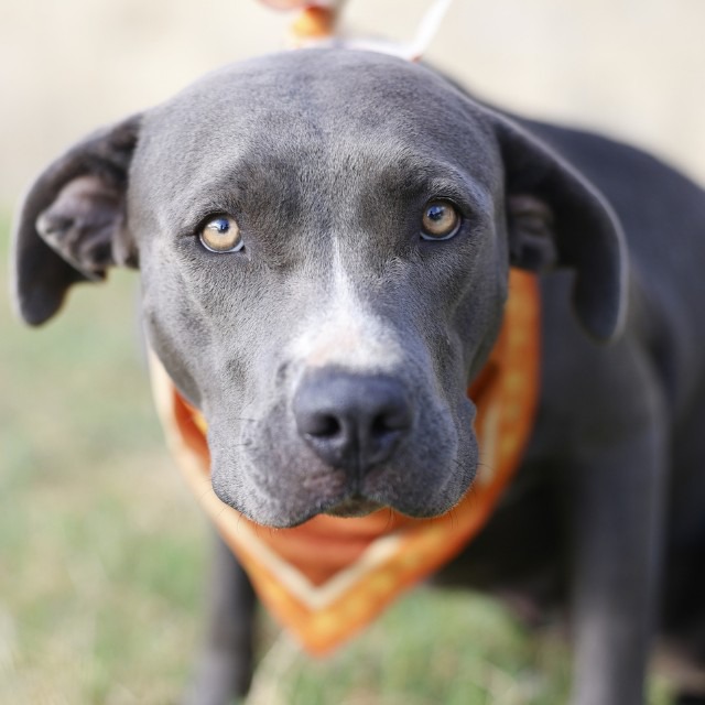Nina, a American Staffordshire Terrier (mix breed), available for adoption