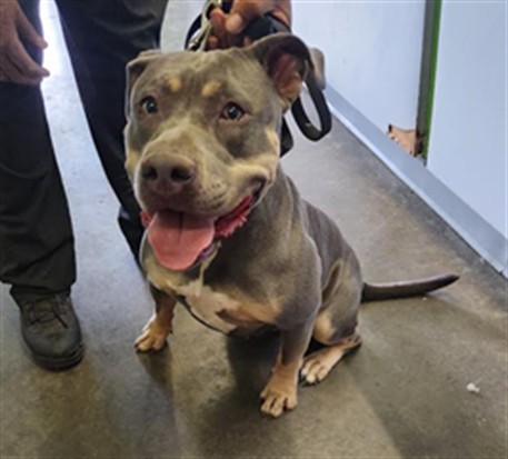 Dream, a Pit Bull Terrier, available for adoption