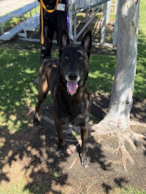 Spike, a Belgian Shepherd Malinois (mix breed), available for adoption