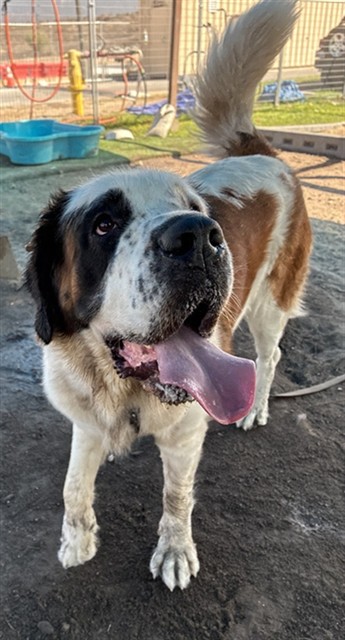 Laverne, a Saint Bernard St. Bernard, available for adoption