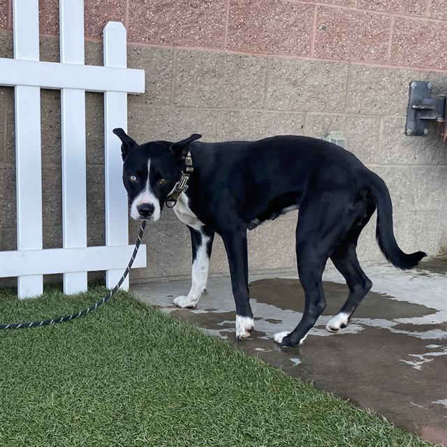 Bonksy, a Pit Bull Terrier, available for adoption