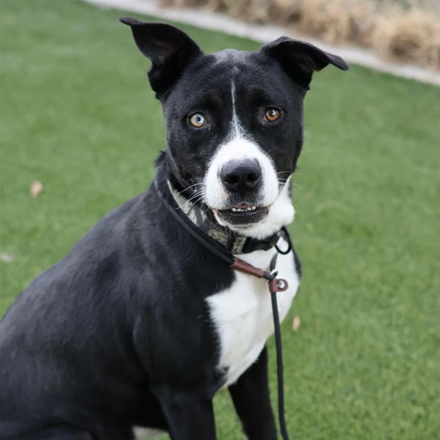 Bonksy, a Pit Bull Terrier, available for adoption