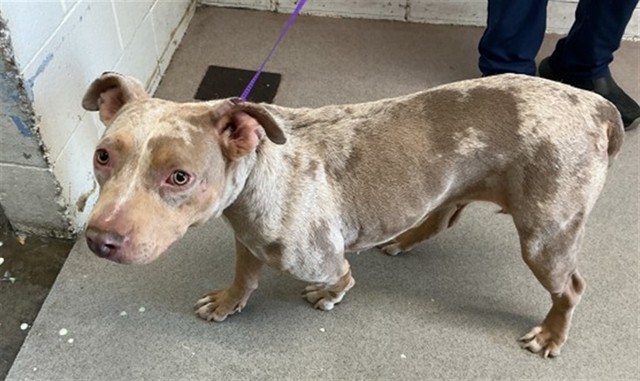 Dream, a Pit Bull Terrier (mix breed), available for adoption