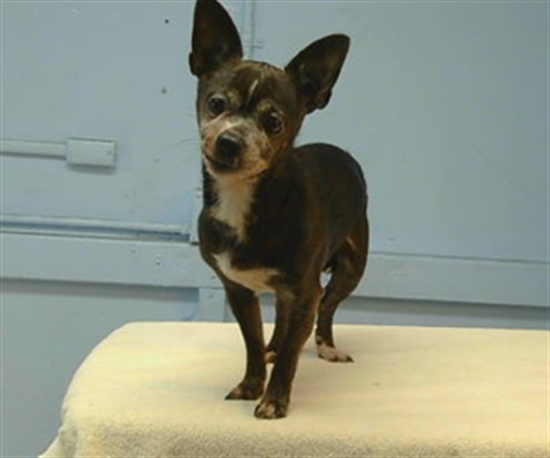 Papi, a Chihuahua, available for adoption