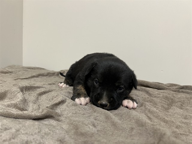A5802659, a German Shepherd, available for adoption