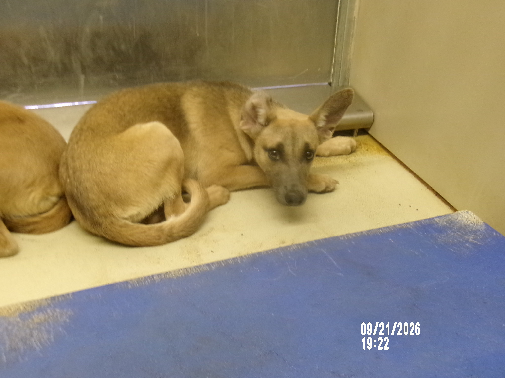89060, a Terrier (mix breed), available for adoption