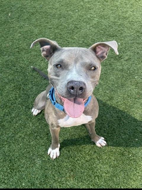Rosie, a Pit Bull Terrier (mix breed), available for adoption